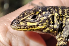 Stenocercus orientalis