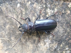 Aplagiognathus hybostoma