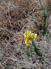 Linaria biebersteinii