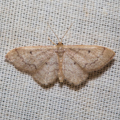 Idaea eremiata