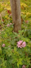 Trifolium pratense