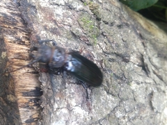 Aplagiognathus hybostoma