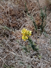 Linaria biebersteinii