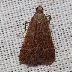 Arta epicoenalis