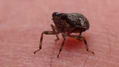 Issus coleoptratus