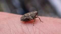 Issus coleoptratus
