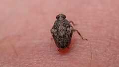 Issus coleoptratus