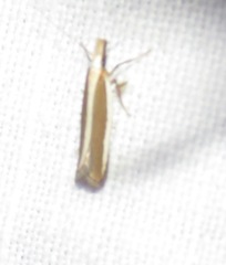 Dichomeris marginella