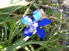 Gentiana bavarica bavarica