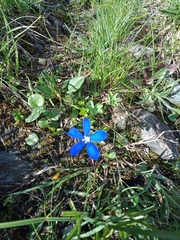 Gentiana bavarica bavarica