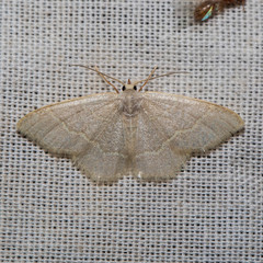 Chlorochlamys appellaria