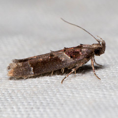 Pseudochelaria scabrella