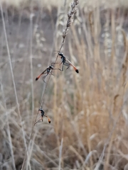 Ammophila heydeni