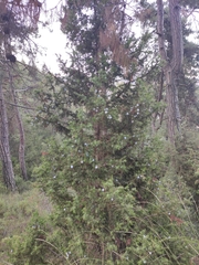 Juniperus drupacea