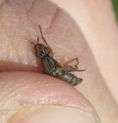 Dorycera