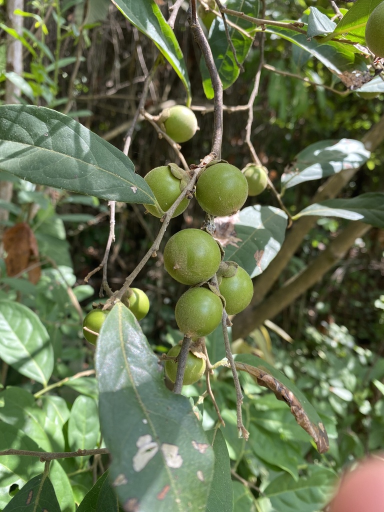 Diospyros inconstans from camino a mirador de orion - cerro paraíso ...