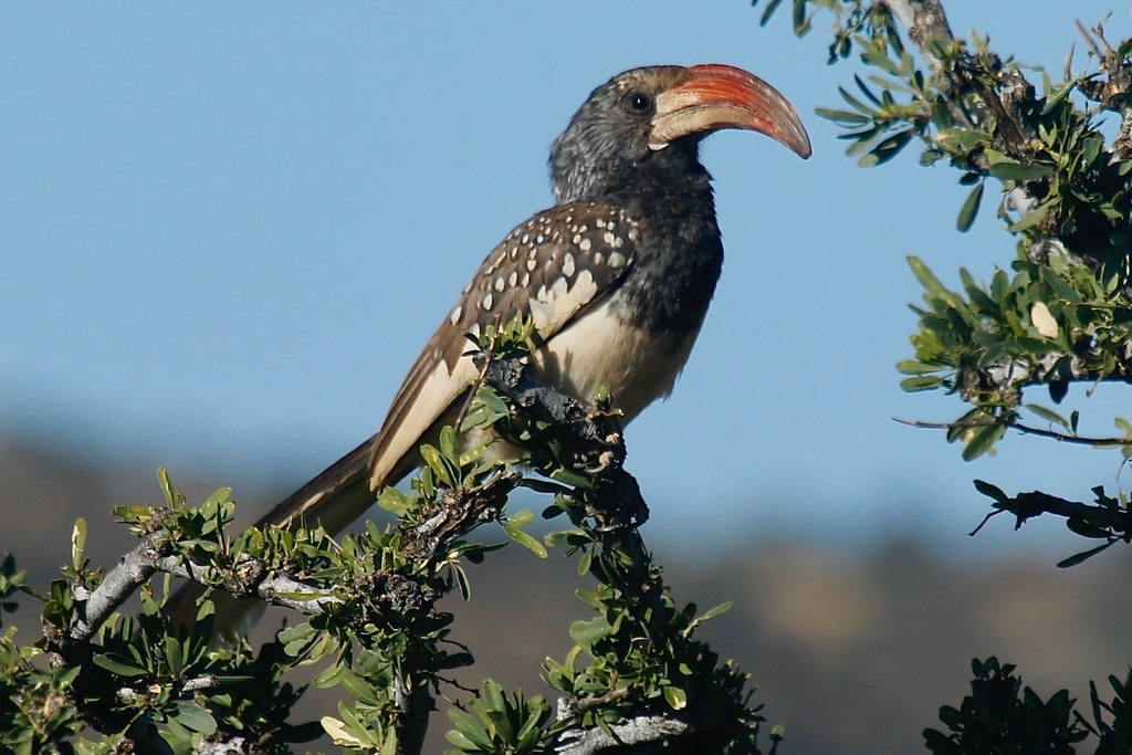 Monteiro's Hornbill photo