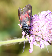 Zygaena viciae