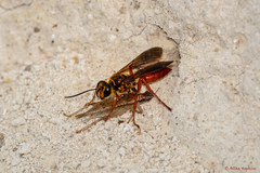 Sphex jamaicensis