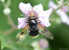 Volucella liquida