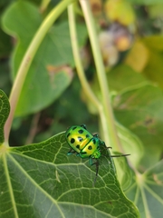 Calliphara excellens