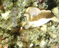 Adeonellopsis