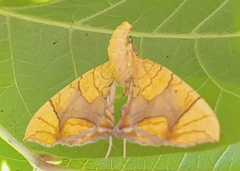 Eulithis gracilineata