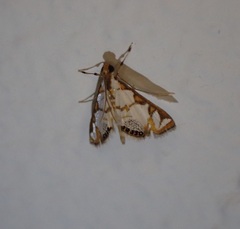 Chrysendeton