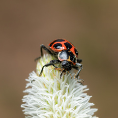 Coleomegilla occulta