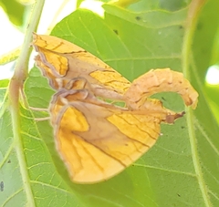 Eulithis gracilineata
