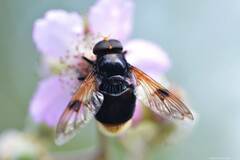 Volucella liquida