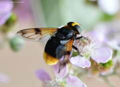 Volucella liquida