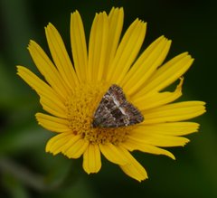 Photedes captiuncula