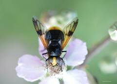 Volucella liquida