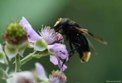 Volucella liquida