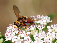 Milesia crabroniformis