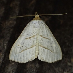 Oxycilla mitographa