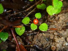 Nertera dichondrifolia