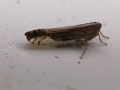 Stenocranus brunneus