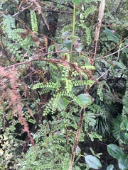 Sophora chathamica
