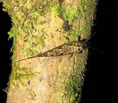 Nesomachilis