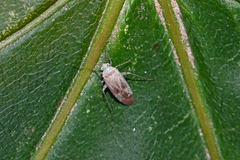 Psallus haematodes