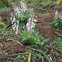 Calanthe puberula