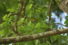 Ploceus brachypterus