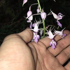 Calanthe puberula