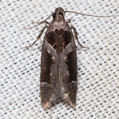 Pseudochelaria scabrella