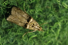 Trachonitis cristella