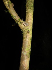 Nesomachilis