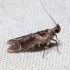 Pseudochelaria scabrella