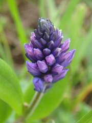 Polygala caucasica
